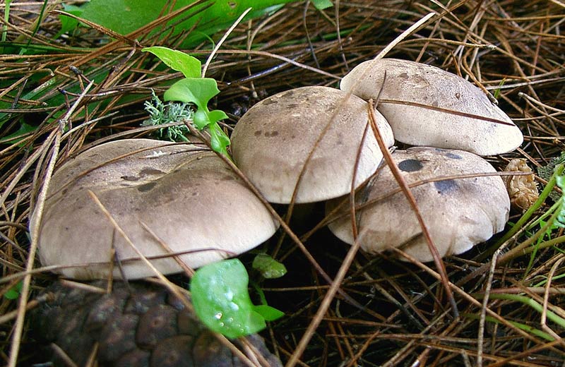 Tricholomataceae